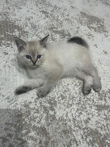 erkek pişik: Məhsul: Gözəl pişik balası - Rəng: açıq krem rəngli tüklər, qulaq — 5