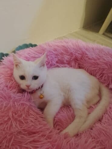 в добрые руки: Ванская, Самка, В добрые руки, Самовывоз — 1