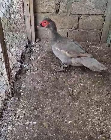 Gəmiricilər: Erkək, | Lal ördək, Damazlıq — 3