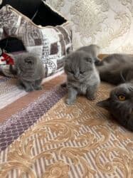 erkek pişik: Britan, Erkək, Dişi, Yaxşı əllərə, Ünvandan götürmə — 1