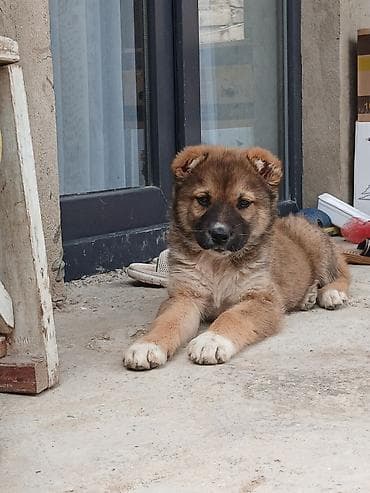 coban iti balasi: Kanqal, 2 ay, Dişi — 3