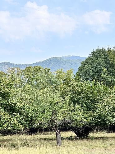 guzgu satışı: 60sot torpaq satilir Asvaltdan mesafə 400metr Dag menzereli Kommunal — 3