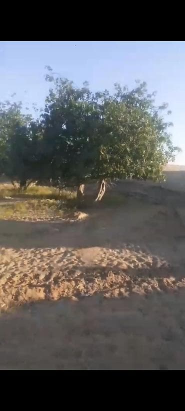 aaaf kiraye evler: 12 sot, Tikinti, Kupça (Çıxarış) — 5