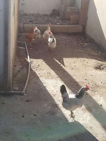 australorp toyuq: Salam gördüyünüz toyuqları satıram 6 dene qalıb 5 serebilist 1 Kənd — 1