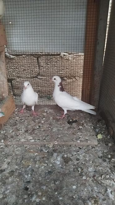 2 cut baladı quşları tergizirem diye satilir cütü 15 azn at lalafo.az 2 cut baladı quşları tergizirem diye satilir cütü 15 azn