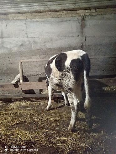 Qaramal – qara-ağ rəngli, sağlam bədən quruluşlu - Növ: inək/cavan — 5