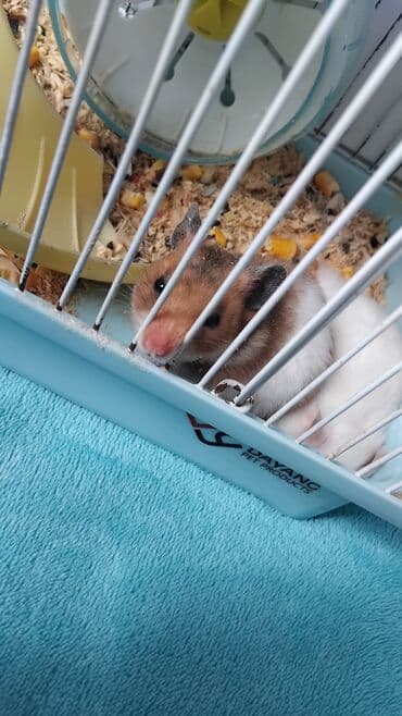 Hamster (Qefes daxil olmaqla 35m) - Növ: dekorativ hamster