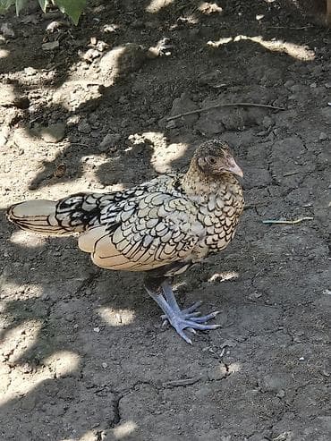 qaz şəkili: Nadir dekorativ bantam toyuqları – Sebright cinsi. ağ xoruz 50 azn — 5