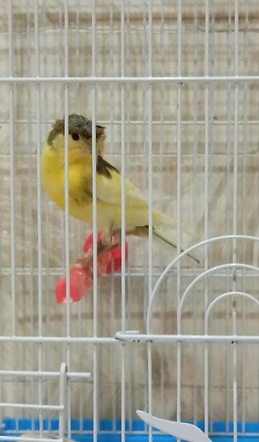 danşan quş: Bülbül Baladilar giymət birinə ayitdir — 4