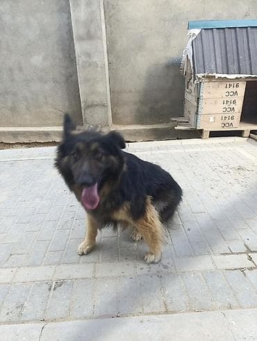 pitbull it: Alman çoban iti, Peyvəndli — 5