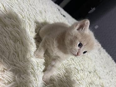 pisik oyuncaqlari: Britan — 4