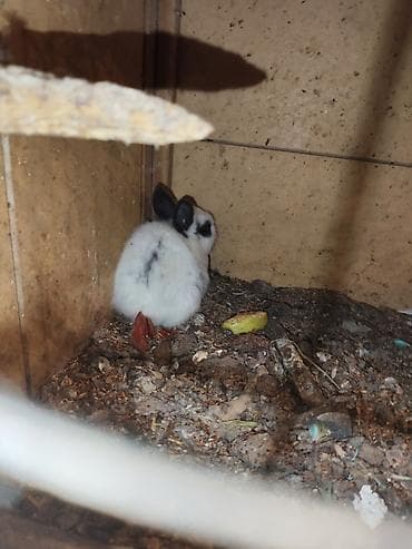 it balalari satilir: Karlik katolik qalmadı Dovşanlar satılır artirmağa əla fürsətdi — 9