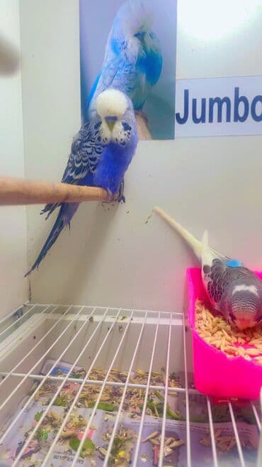 ağ ordək: Naxışlı “Jumbo” dalğalı tutuquşu (budgerigar) - Növ: Jumbo dalğalı — 3