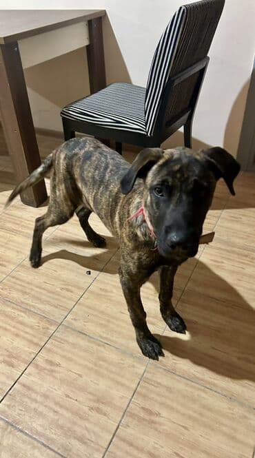 Brindle naxışlı, orta-böyük ölçülü it - Rəng: pələng (qəhvəyi-qarışıq