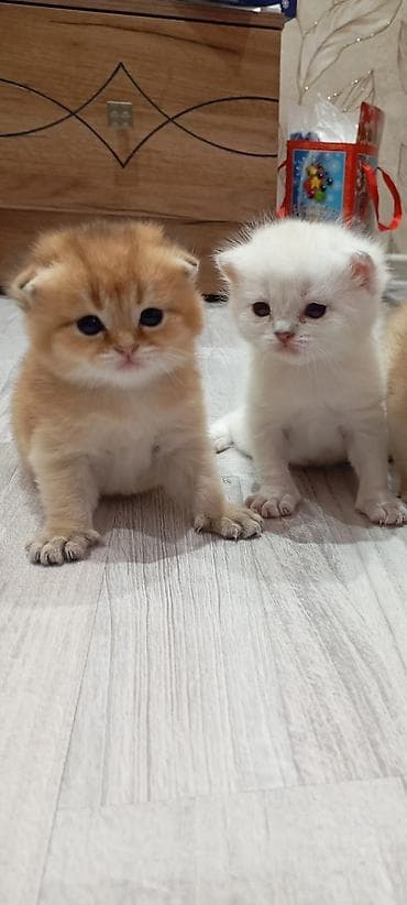 it satisi baki: Şotland, Cütləşmə üçün — 6