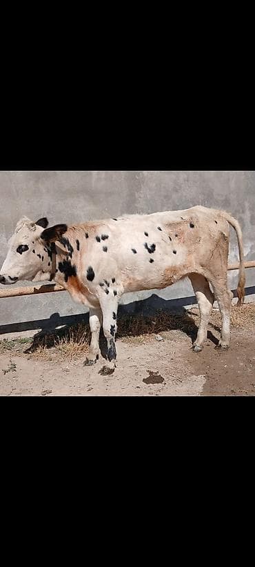 it aliram: Sudluk cinsdi 45gundu kelinde alıb anasıda mendedi özüdə süni — 3