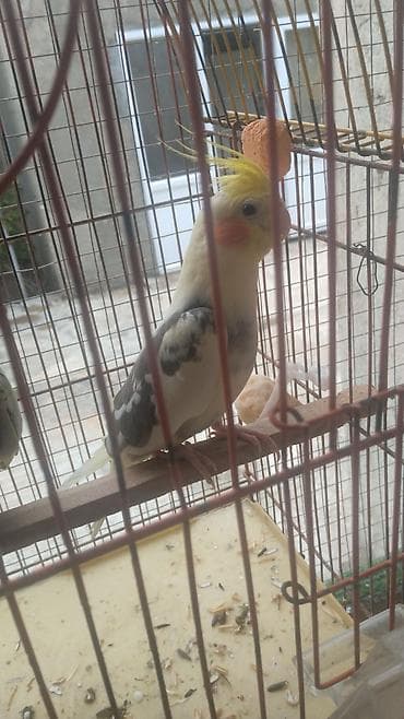 cuce qefes: Məhsul: Nimfa (Cockatiel) cütü və qəfəs dəsti Təsvir: - Şəkillərdə — 4