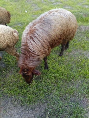 cins inekler: Qoç satılır ətlik de vermək olar — 2