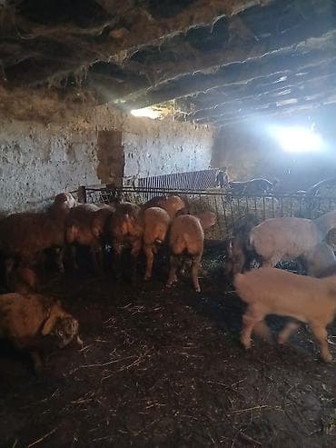 ordek satilir: Əvvəla salam aleykum 55 baş qoyun 2 qoç 42 quzu satılır öz damazlıq — 5
