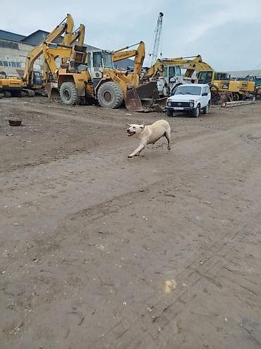 cins it: Labrador-retriver, 1 il, Erkek, Peyvəndli — 2