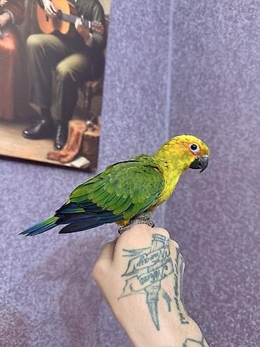 Tutuquşları: Aratinka papauqayi. Conur tutuqusu. Turkiyeden zakazla — 9