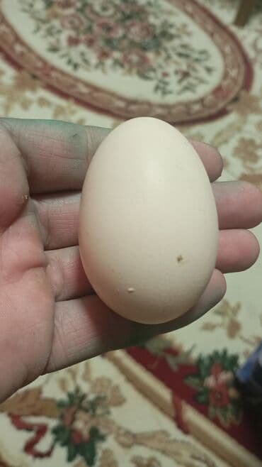 quru sud: Təbii toyuq yumurtası - Ölçü: orta-böyük (şəkillərdə əllə ölçü — 2