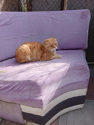 Siam, Erkək, Yaxşı əllərə, Ödənişli çatdırılma