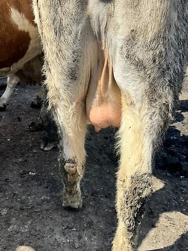 balali inək: 1 ci qarına ağır boğaz Südlük inək – ağ rəngli, qısa buynuzlu. Orta — 4