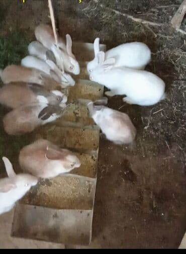 Dovşanlar 8 ədəd qalib biri 5 manatdan Təsvir: - Şəkildə müxtəlif