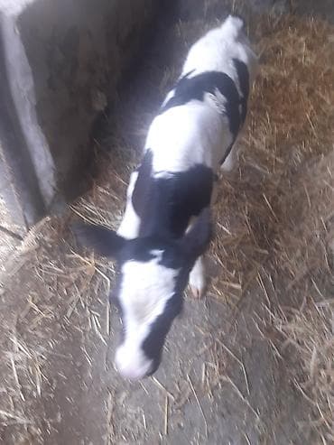 Собаки: Birinci qarin simental erkey balada slmentaldi sudu 15 letirdi bir — 6