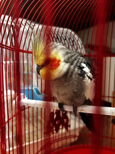 afcarka dişi: Korella cütü satılır cütü 65 manata əgər istəyən olsa — 4