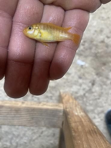 heyvan per page 40: Cixlid balığı, Sülhsevər — 1