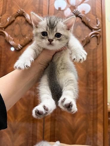 pişik blender: Tabbi, Erkək, Yaxşı əllərə, Ünvandan götürmə — 7