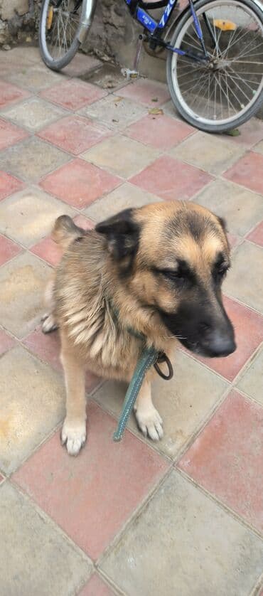 немецкие овчарки щенки купить: Немецкая овчарка, 2 года, Самец, С прививками, Платная доставка — 2