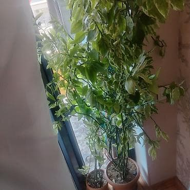 bitki: Ev üçün dekorativ otaq bitkiləri dəsti Təsvir: - 2 ədəd hibiskus (Çin — 2