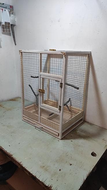 hamster qiyməti: Papuqay,dovşan,hamster,şinşila,bildirçin,cücə,xamyak,pişik,quş,tısbağa — 1