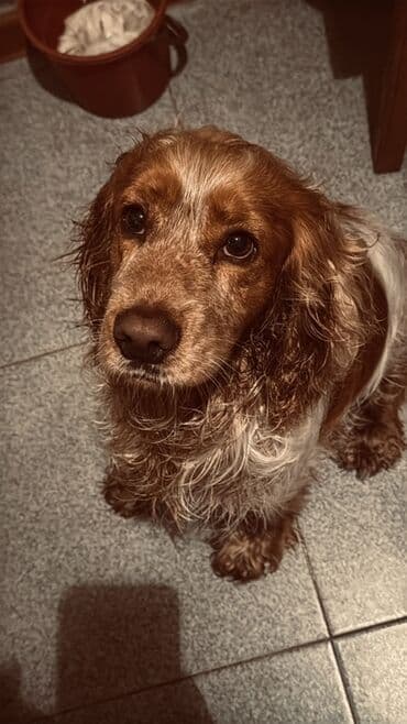 ingilis setteri it cinsi digər adı: Koker spaniyel, 3 il, Erkek — 2