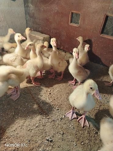xaski haqqinda melumat: Sapsağlam linda qaz balaları vitamin antibiotic herbirsey edilib 15 — 4