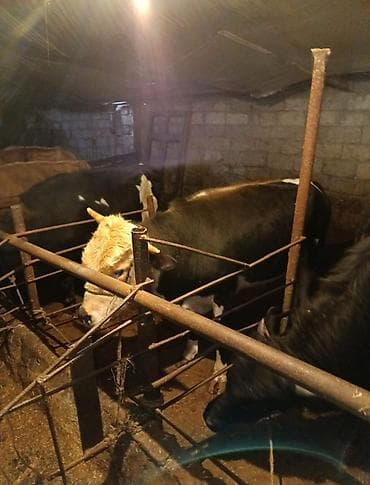 cins inek: Inəklər, öküzlər — 4