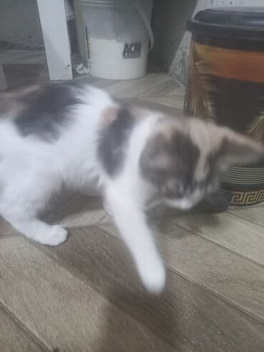 pişik cutləşdirilir: Yaxşı əllərə, Pulsuz çatdırılma — 3