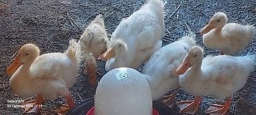 eşşək balası: Ağ ördək balaları – ət və yumurta istiqaməti üçün - Cins/qrup: ağ — 1