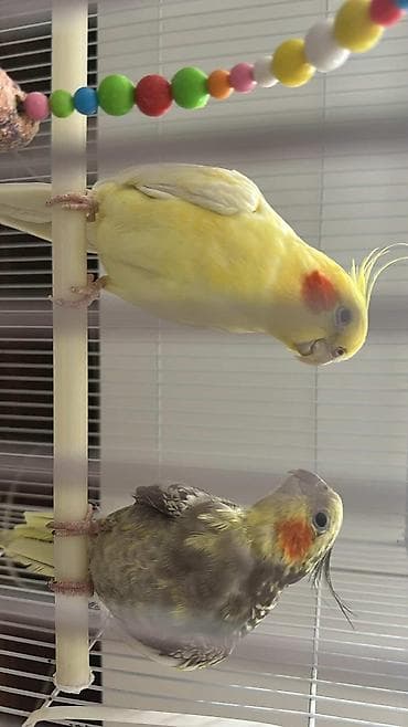 hind quşu baximi: Salam hazir cut karela erkey sari olandi danisir isdeyene vidyosun ata — 6