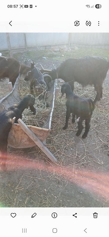 keçi: Keçi sürüsü – ana keçilər və balaları - Şəkillərdə olan yerli cins — 3