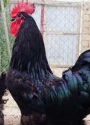 qurbanliq qoyun qiymetleri 2023: Salam cavan damazlig Avstroloq xoruzunu heyrati xoruzu ilə barter — 1