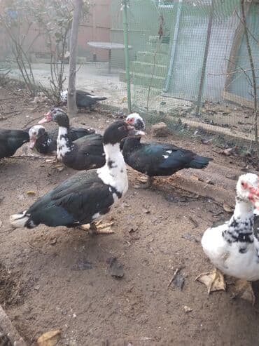 kayuqa ordek: Muscovy ördəkləri (hind ördəyi) – qara-ağ rəngli sürü - Növ — 4