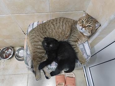 bala keçi: Şotland, Erkək, Dişi, Yaxşı əllərə, Ünvandan götürmə, Pulsuz çatdırılma, Ödənişli çatdırılma — 6