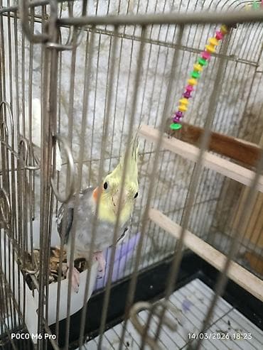 gence quşlar: 1 eded erkek karella.saglam quwdur isteyen olsa elaqe — 3