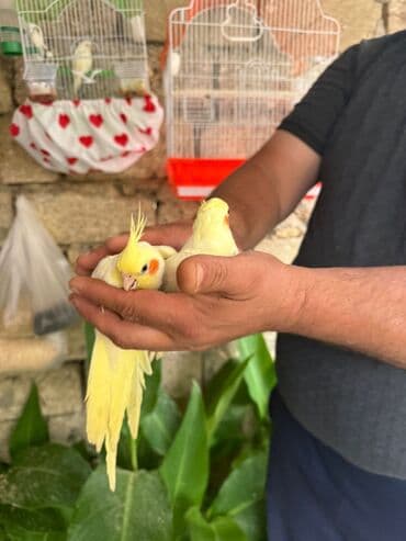 hələb kecilərin qiyməti: Bozlar 35 azn Sarilar 40 Azn Əl quşlari 60-70 Azn 100 Azn tam rucnoy — 12