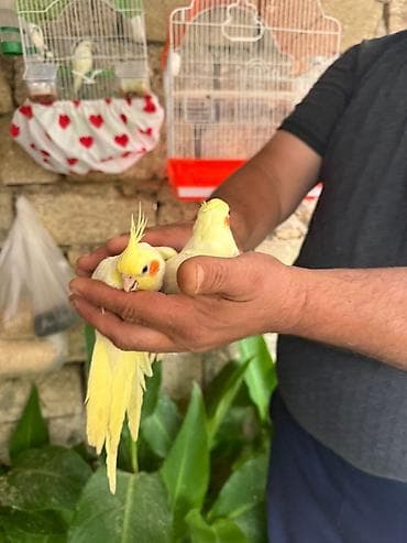 qırğı quşu: Korella əl quşu bala hazir cut kime hansi lazimdisa var sarilar 45-50 — 5