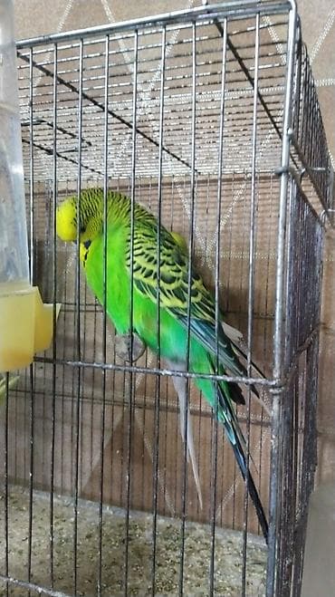 Heyvanlar üçün mallar: Cex tutuqusu erkəy 1 ilDalmatin rəng naxışlı dalğalı tutuquşu — 1